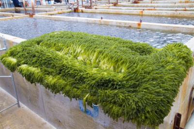 海ぶどう養殖は儲かる【開業資金を投資します】